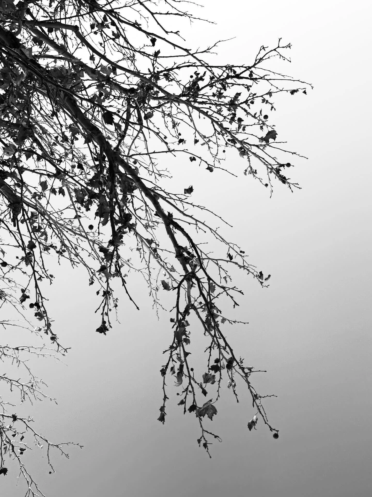 Sometimes the world feels upside down. Accept the perspective change, you might find something new
.
.
Life&rsquo;s been hectic since graduation and I&rsquo;ve felt the major shift of barely touching my camera but it&rsquo;s helped me recenter and st