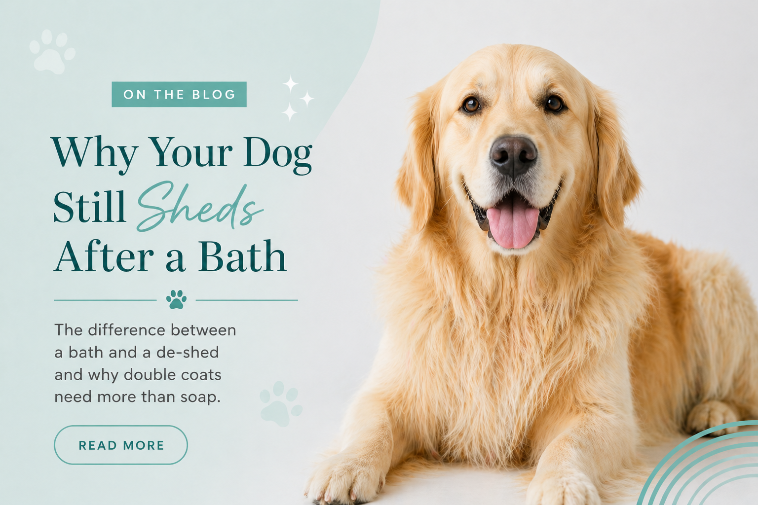Why Your Dog Still Sheds After a Bath