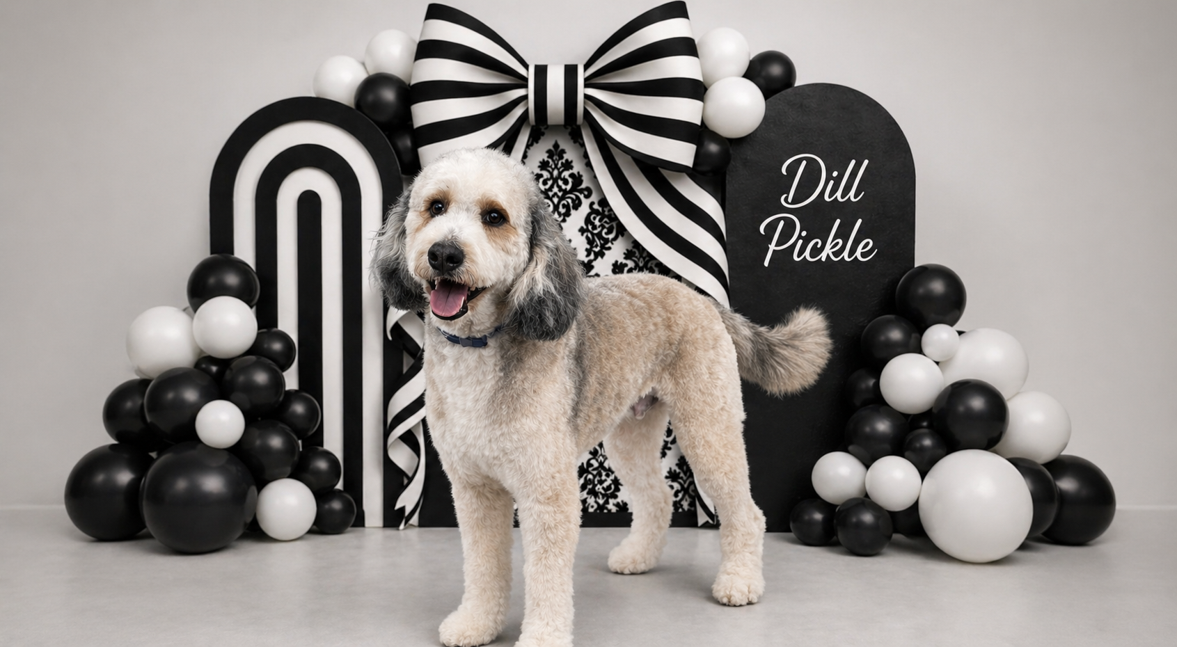 A happy dog with a beige curly coat, black ears, and a blue collar, standing in front of black and white party decorations including a large bow, balloons, and signs, with the name "Dill Pickle" written on one of the signs.
