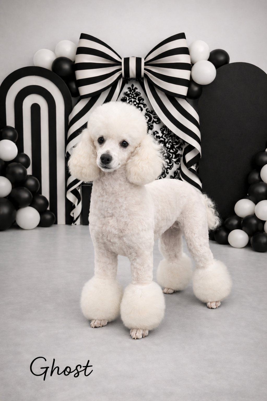 A white poodle with fluffy pom-pom paws standing in front of black and white party decorations, including balloons, a large striped bow, and black and white patterned backgrounds, with the word "Ghost" in the bottom left corner.
