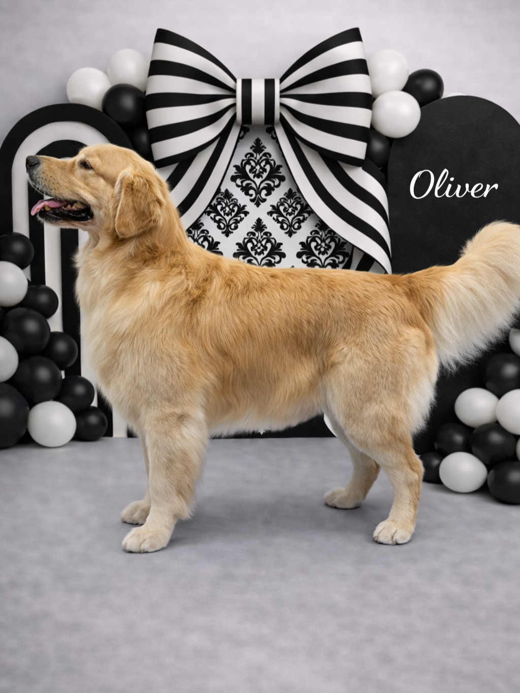 Golden retriever dog standing on a gray floor in front of a black and white themed birthday backdrop with balloons, a large striped bow, and a black board with the name 'Oliver' written on it.