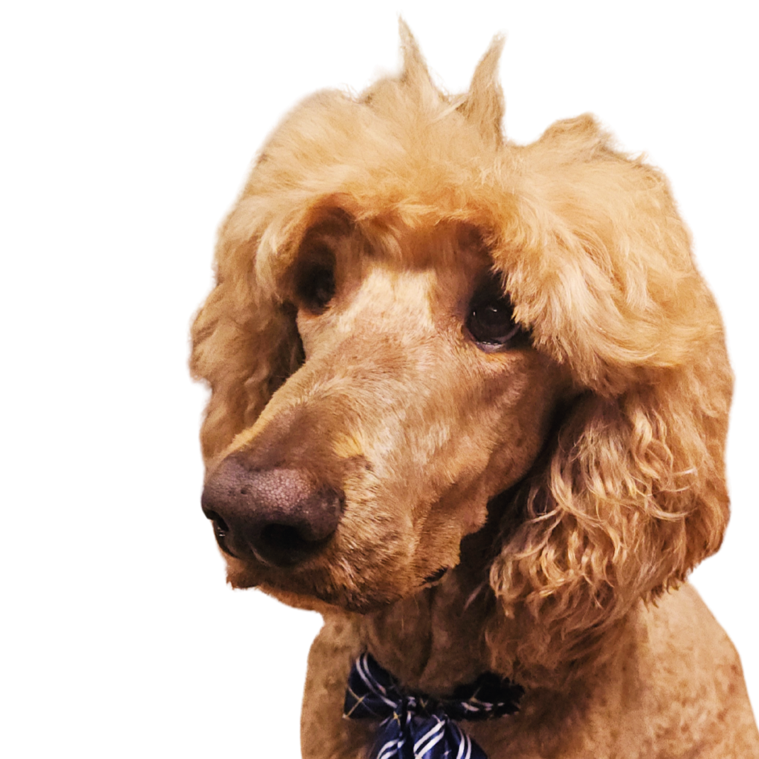 Close-up of a golden retriever dog with curly ears and a bow tie, looking to the side.