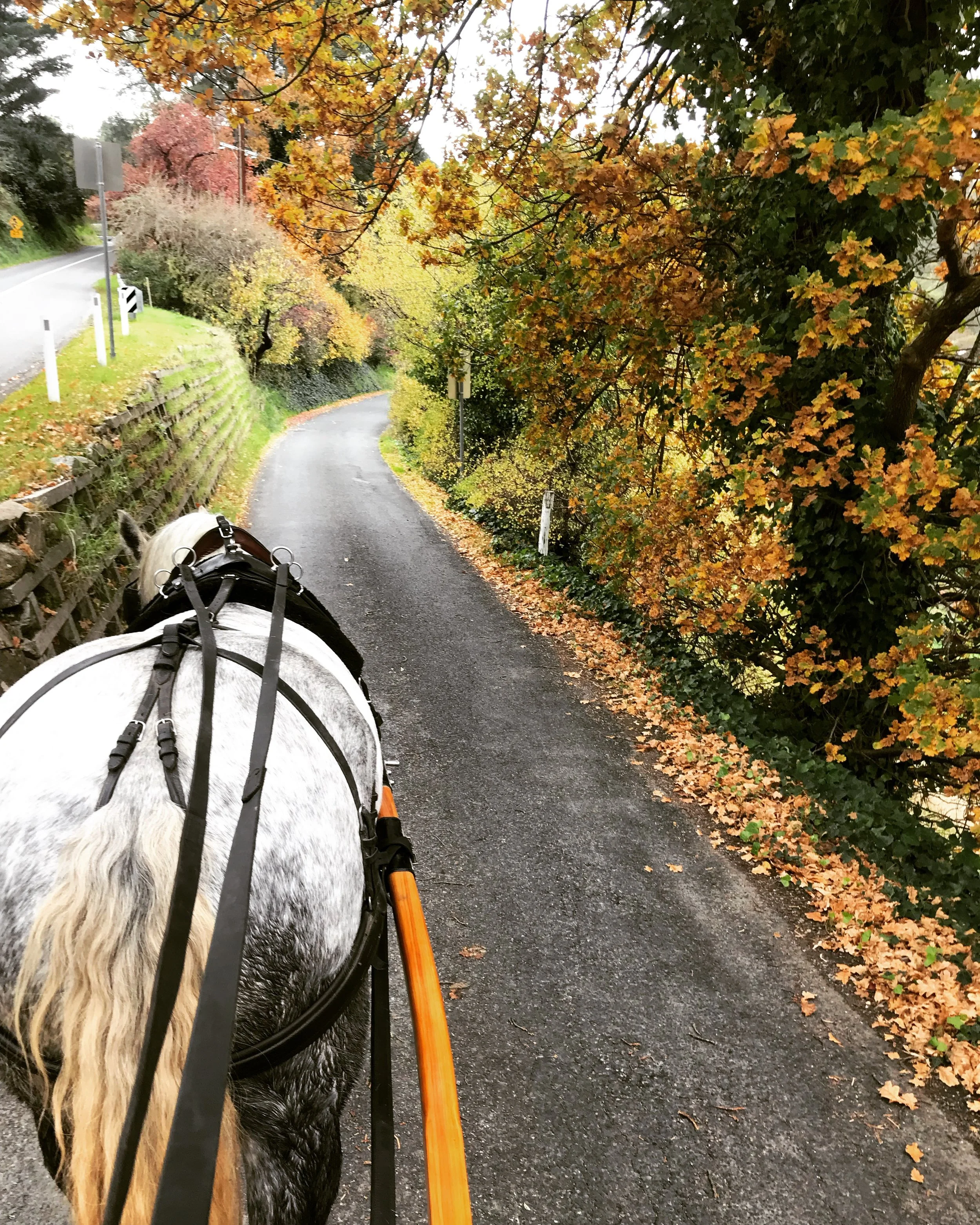 Horse pulling a carriage down a scenic, leafy road in autumn with colorful foliage on trees.