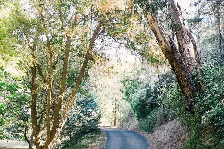 A narrow road winding through a lush forest with trees arching overhead. Sunlight filters through the leaves, creating a dappled effect on the ground. The scene is serene and natural, with a sense of tranquility in the wooded surroundings.