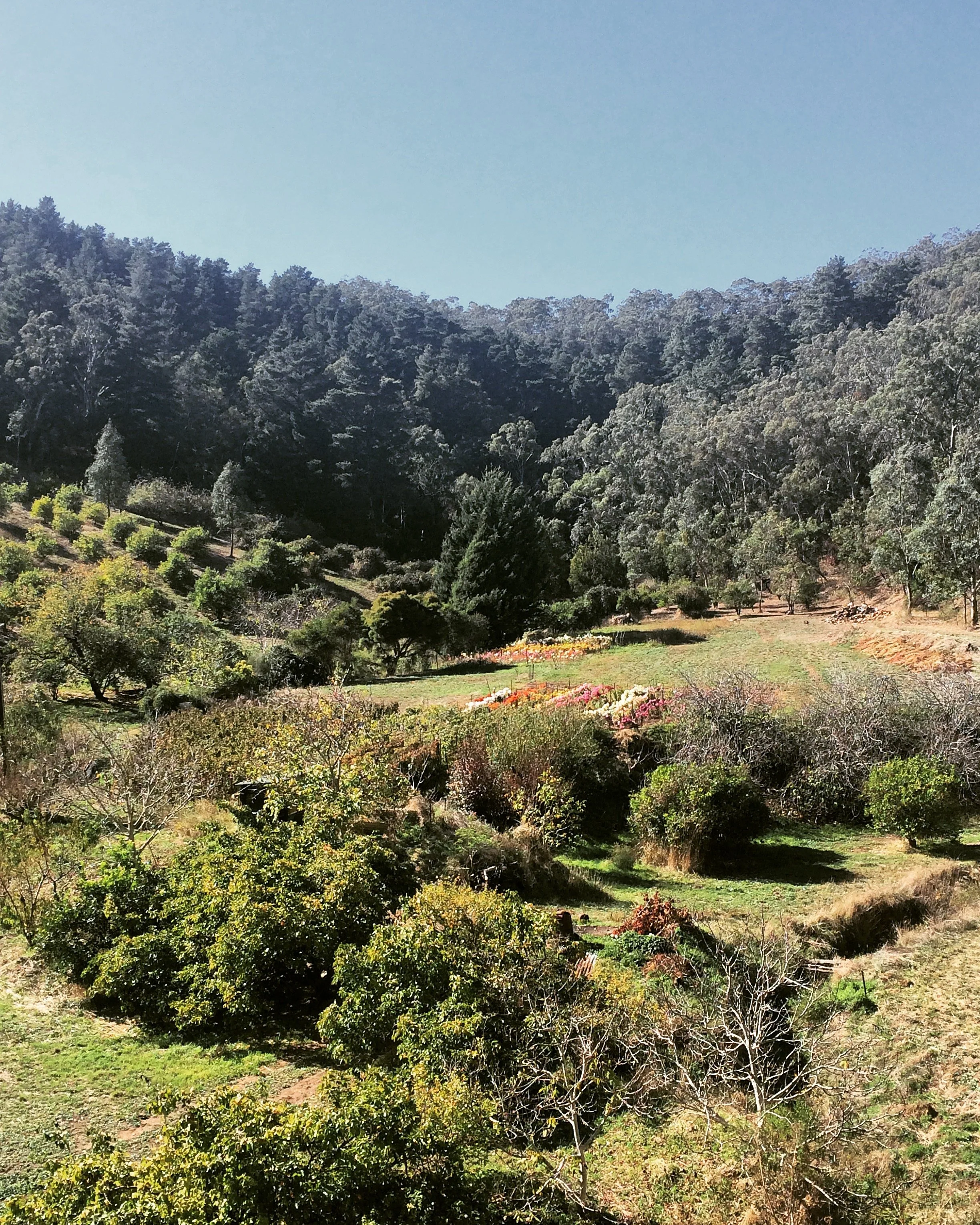 Scenic landscape with lush green trees, rolling hills, and a dense forest under a clear blue sky.