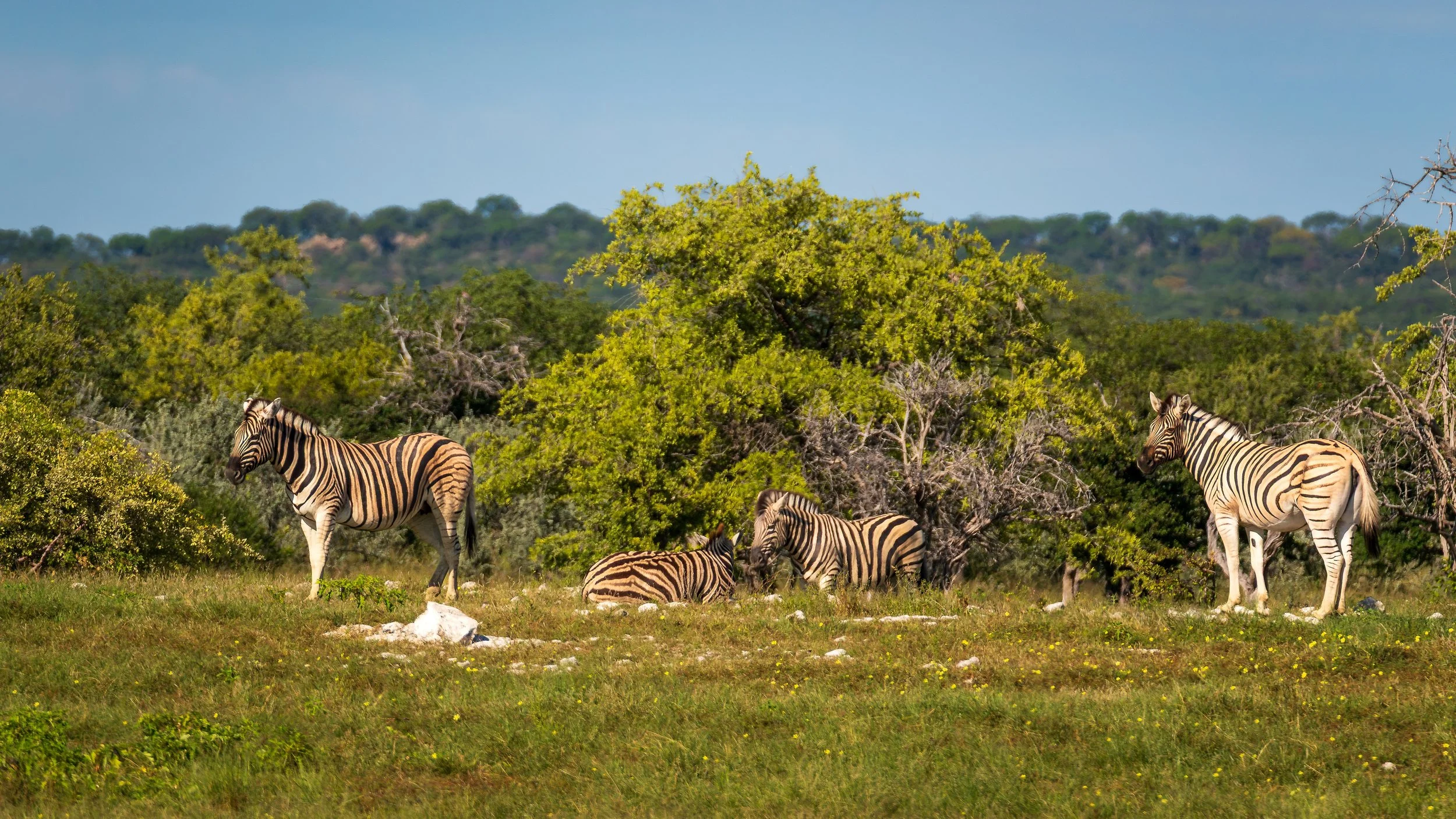 04-15_Etosha_National_Park_01.jpg