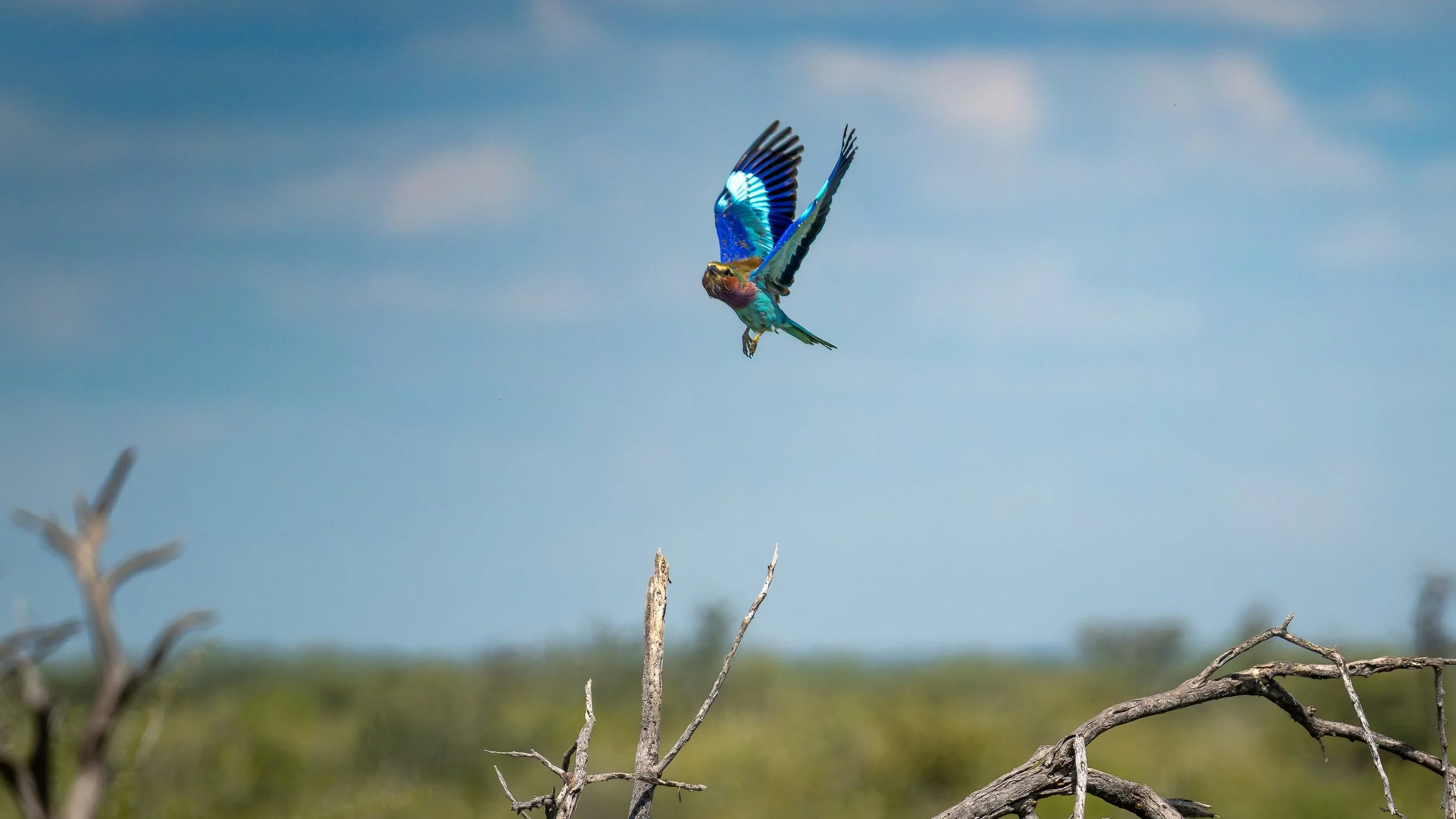 04-17_Etosha_National_Park_08.jpg