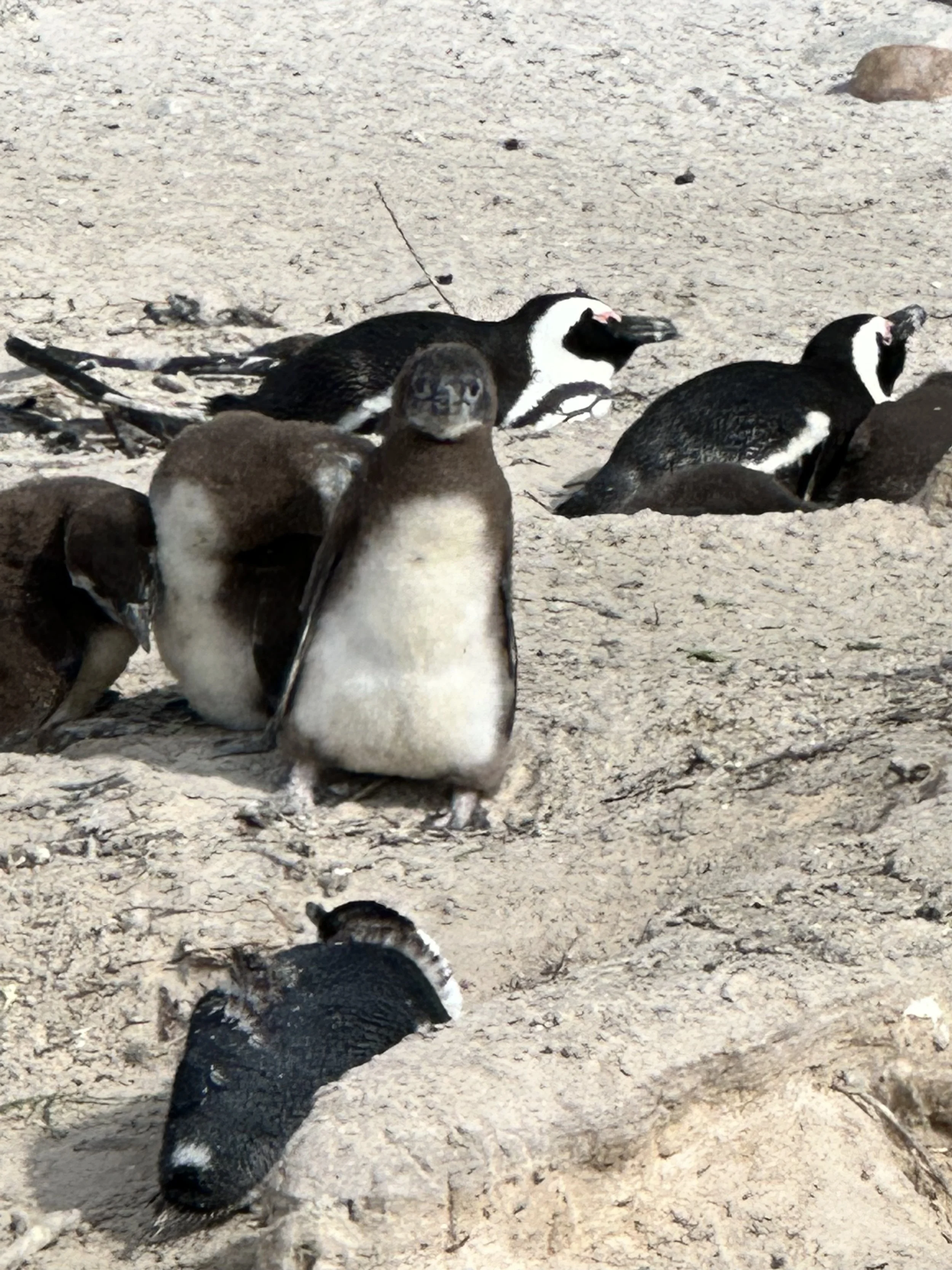 Group of penguins on a sandy beach, some are standing and others are resting or lying down.