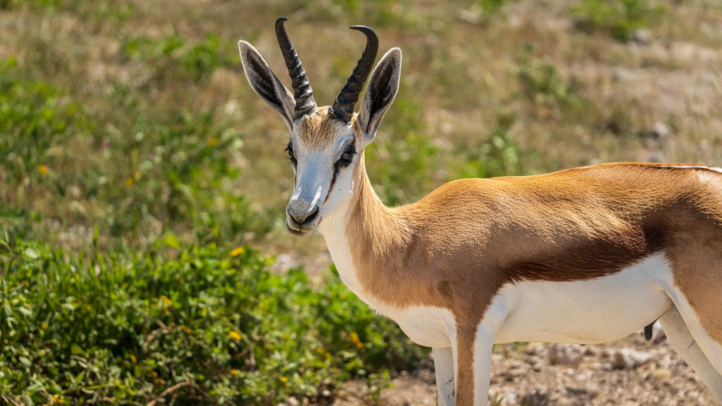 04-15_Etosha_National_Park_24.jpg