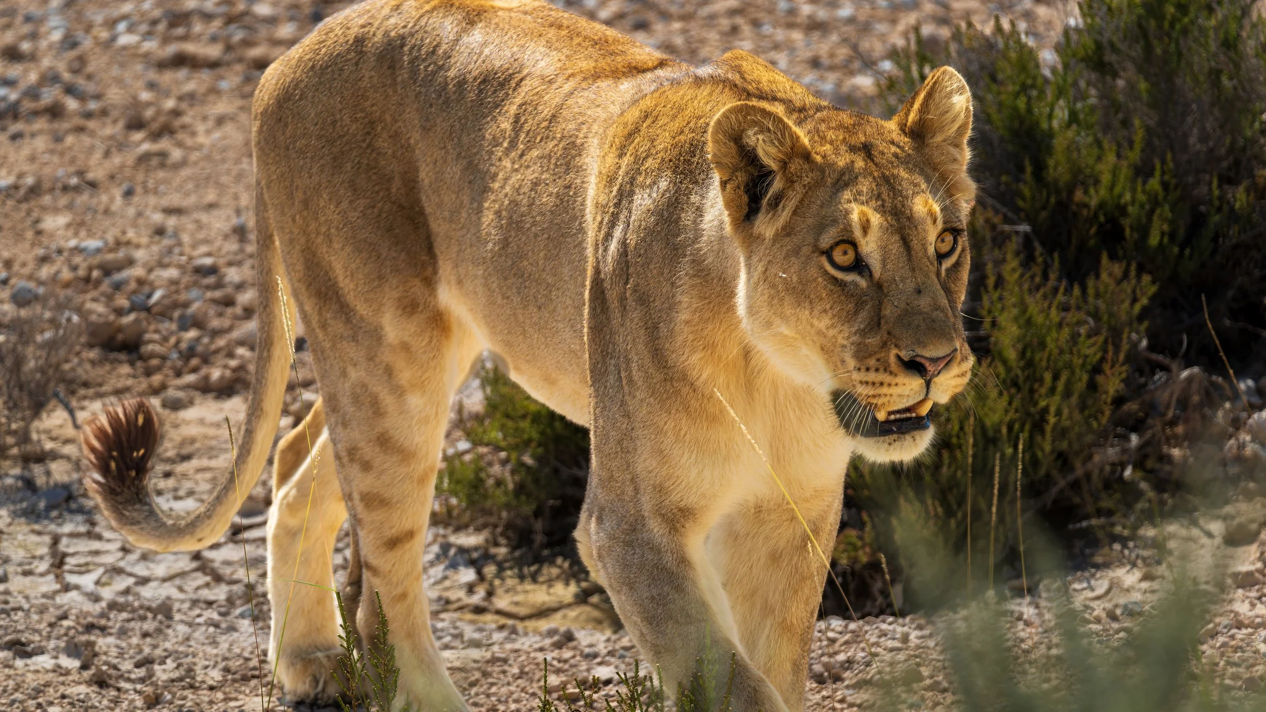 04-16_Etosha_National_Park_33.jpg