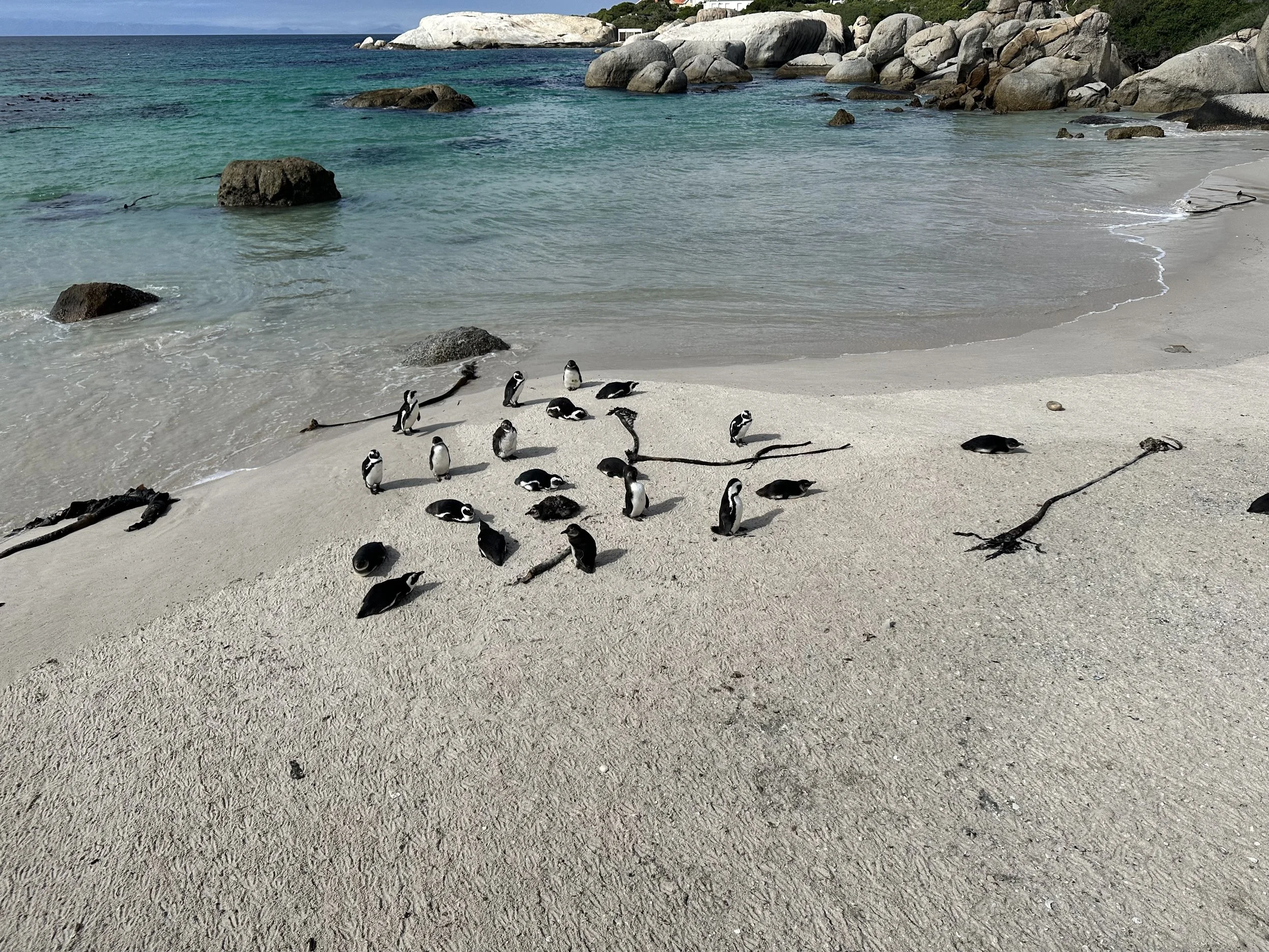 A group of penguins on a sandy beach near the ocean, with rocks and greenery in the background.