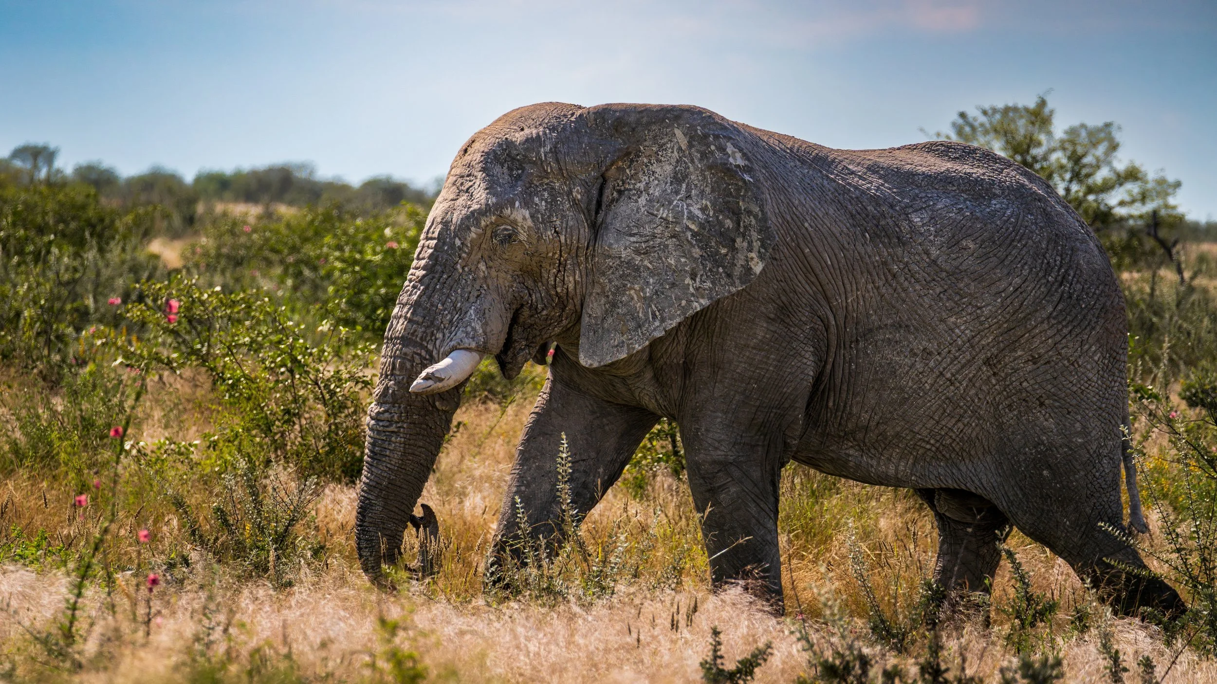 04-16_Etosha_National_Park_24.jpg