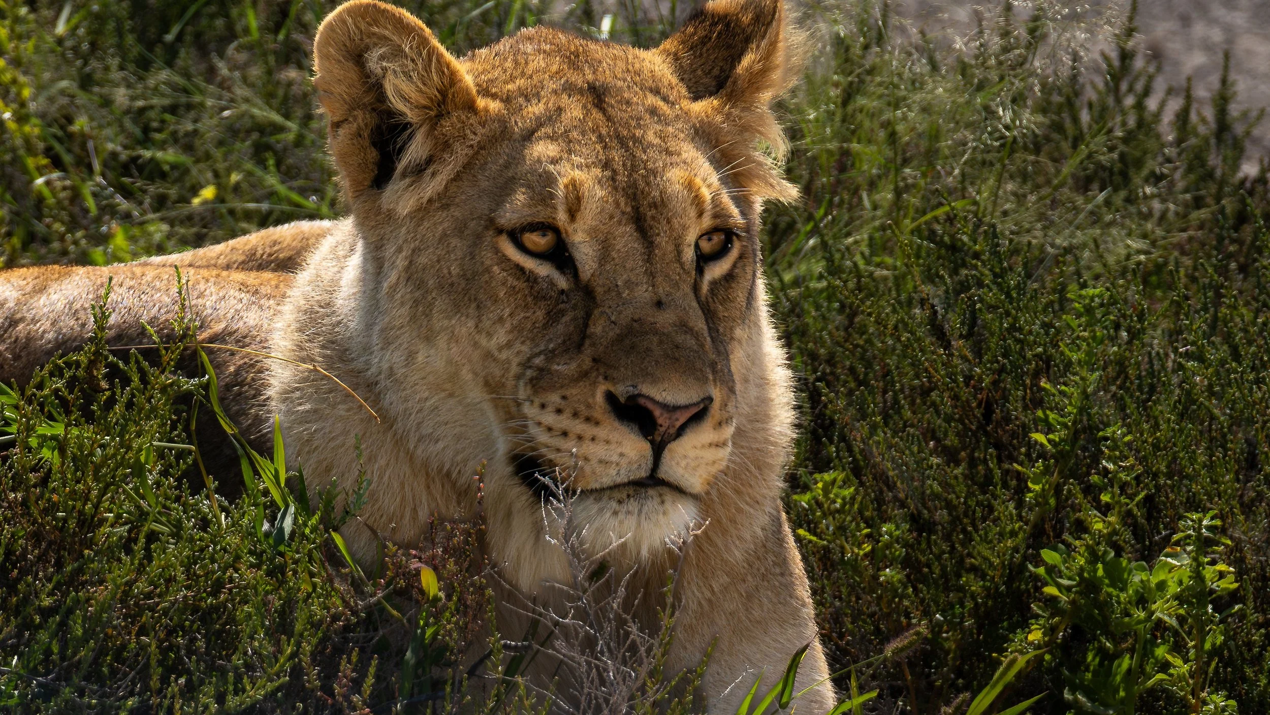 04-16_Etosha_National_Park_30.jpg