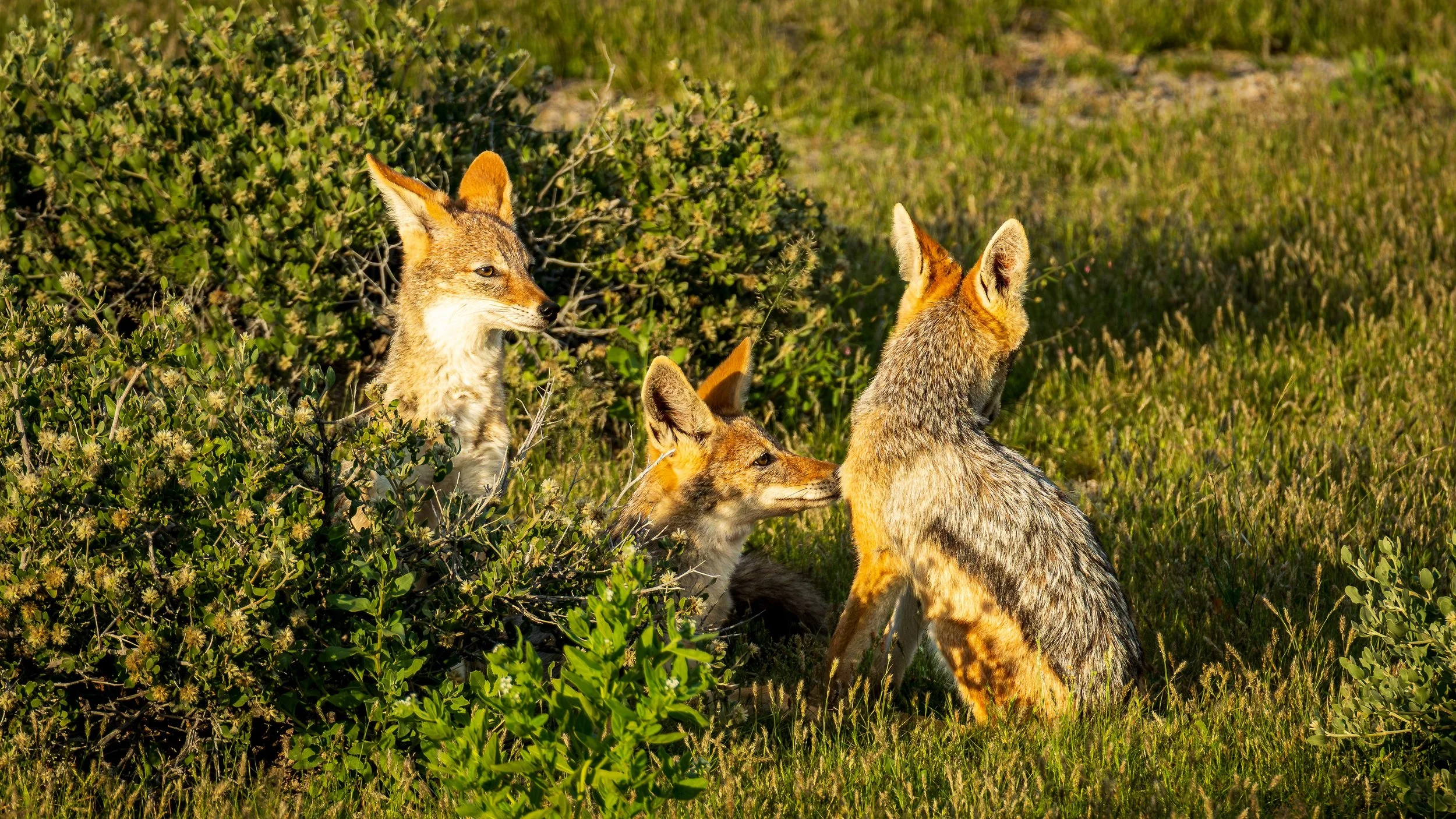 04-15_Etosha_National_Park_47.jpg