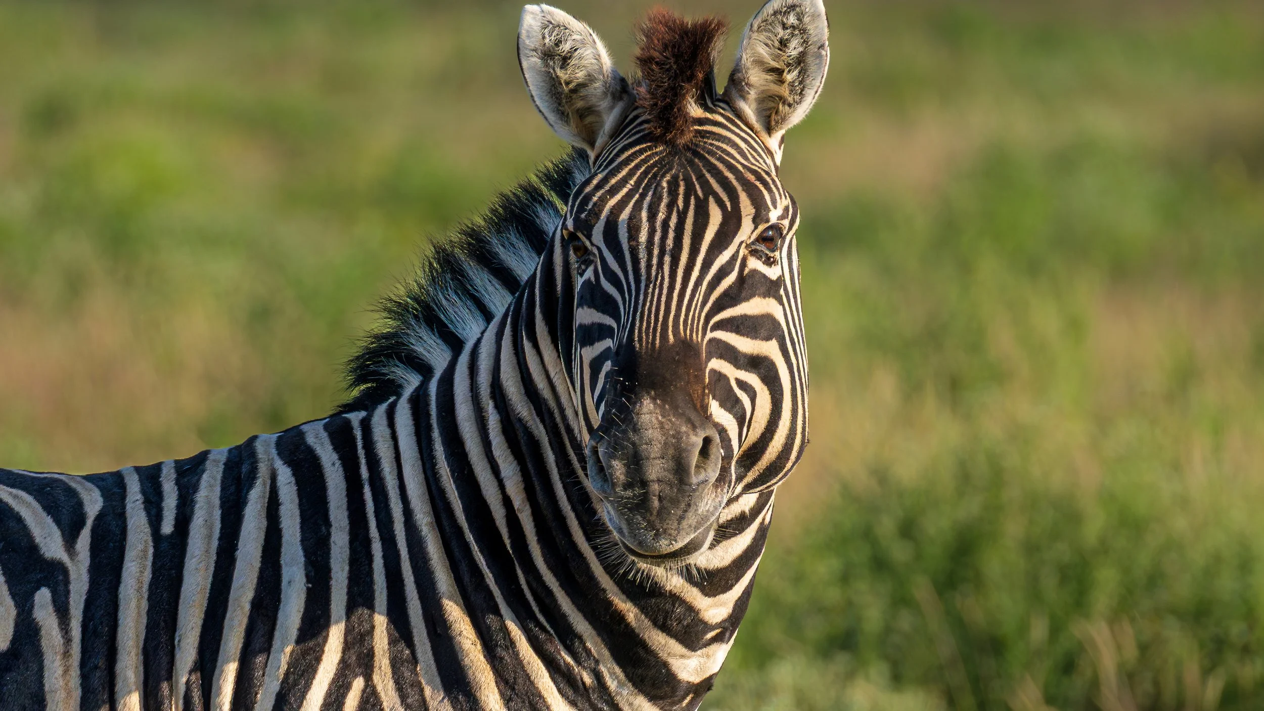 04-16_Etosha_National_Park_17.jpg