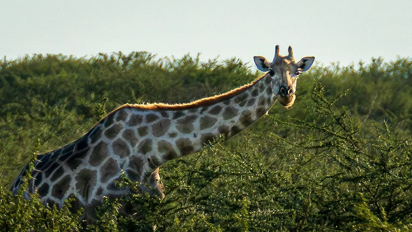 04-16_Etosha_National_Park_05.jpg