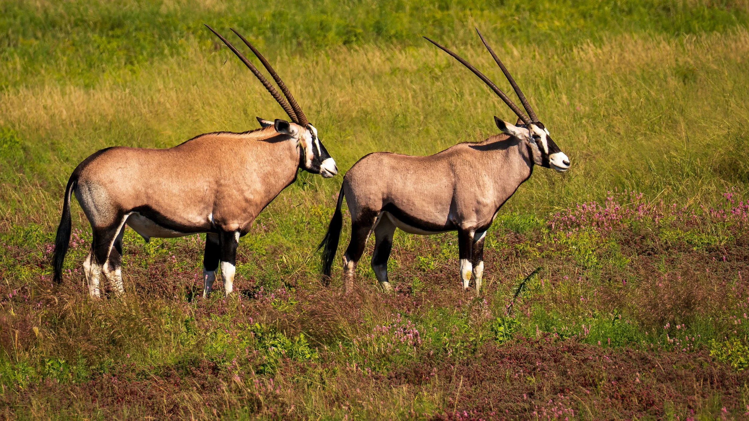 04-15_Etosha_National_Park_05.jpg