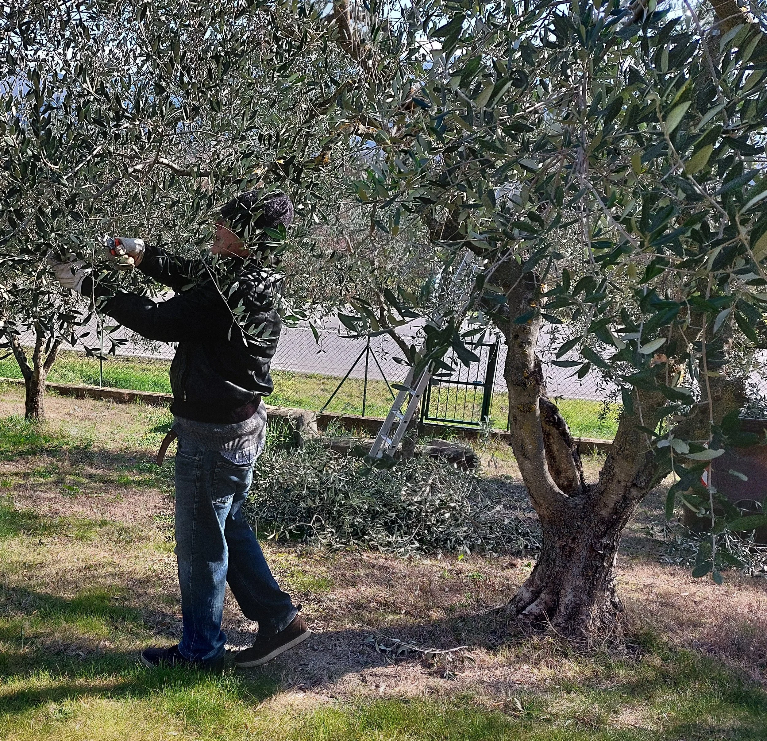 How Olive Wood is Harvested and Prepared for Crafting