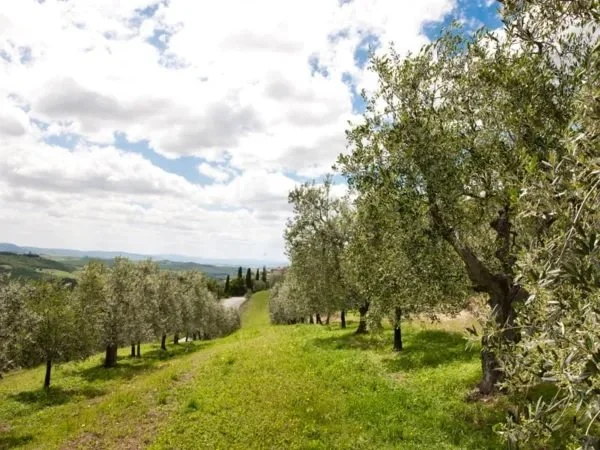 The History of Olive Wood Craftsmanship in Tuscany