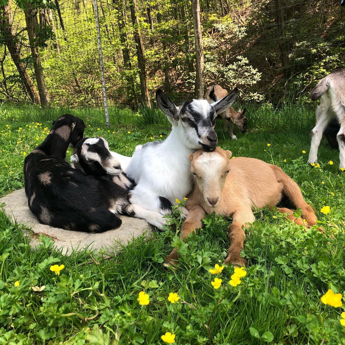 A group of baby goats lounging together in a lush, green pasture dotted with yellow wildflowers.