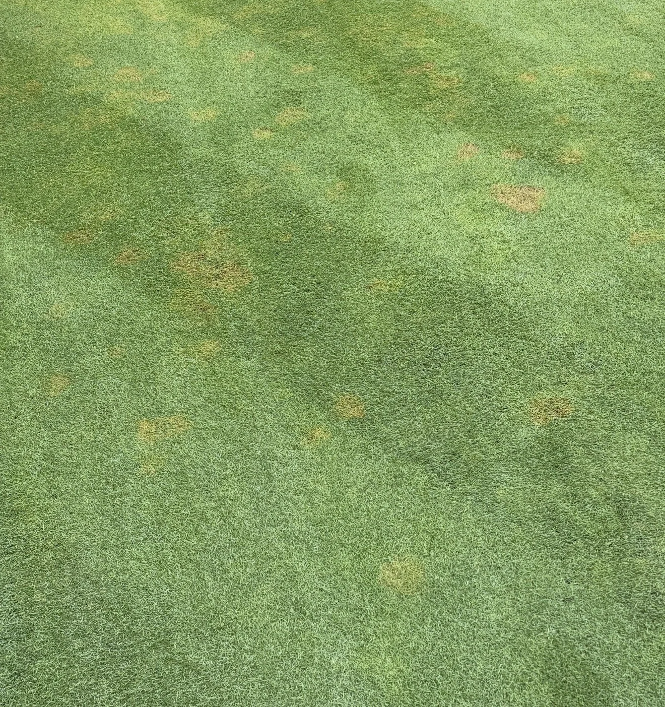 Disease in lawn