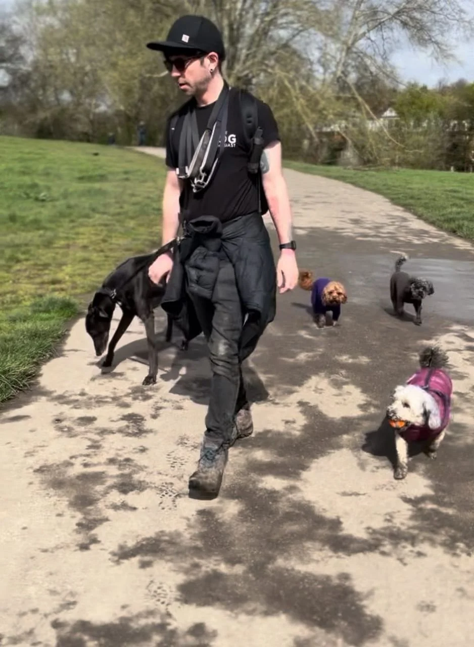 A man walking four small dogs on a paved park trail during daytime, with trees in the background.