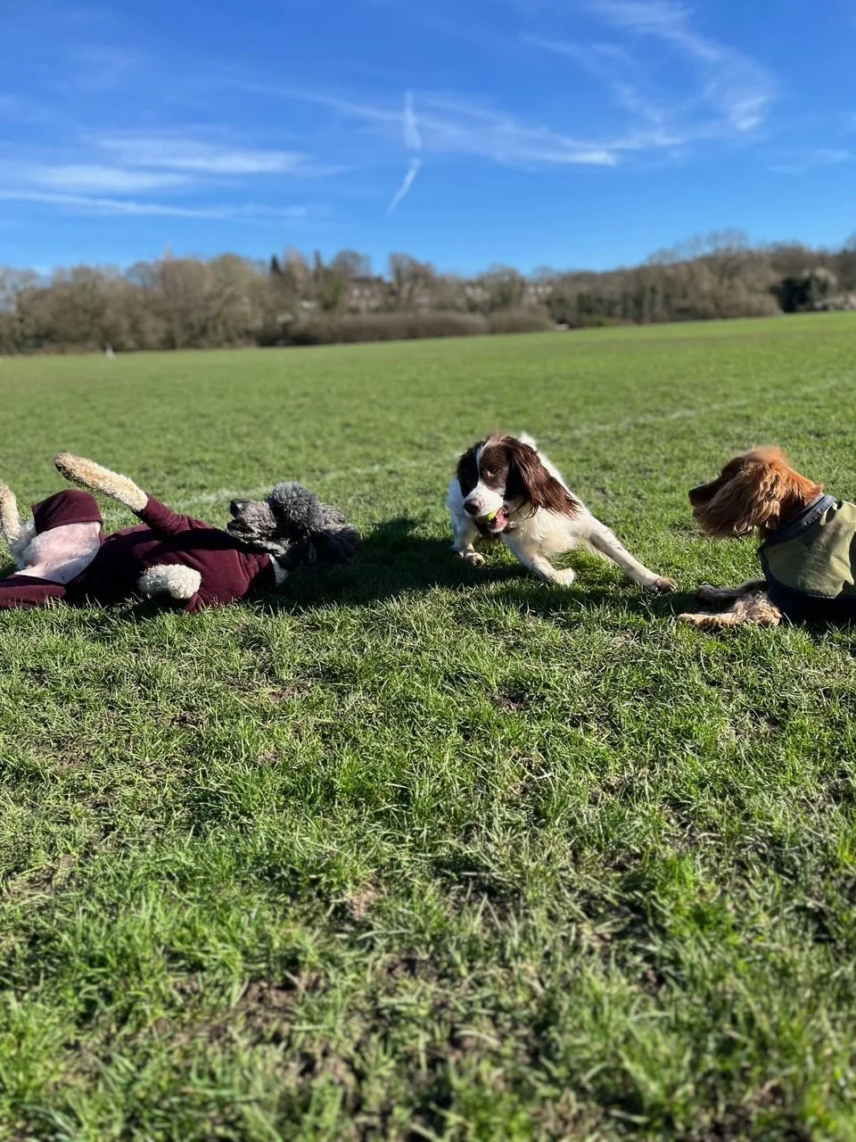 Three dogs playing on a grassy field under a blue sky with wispy clouds.