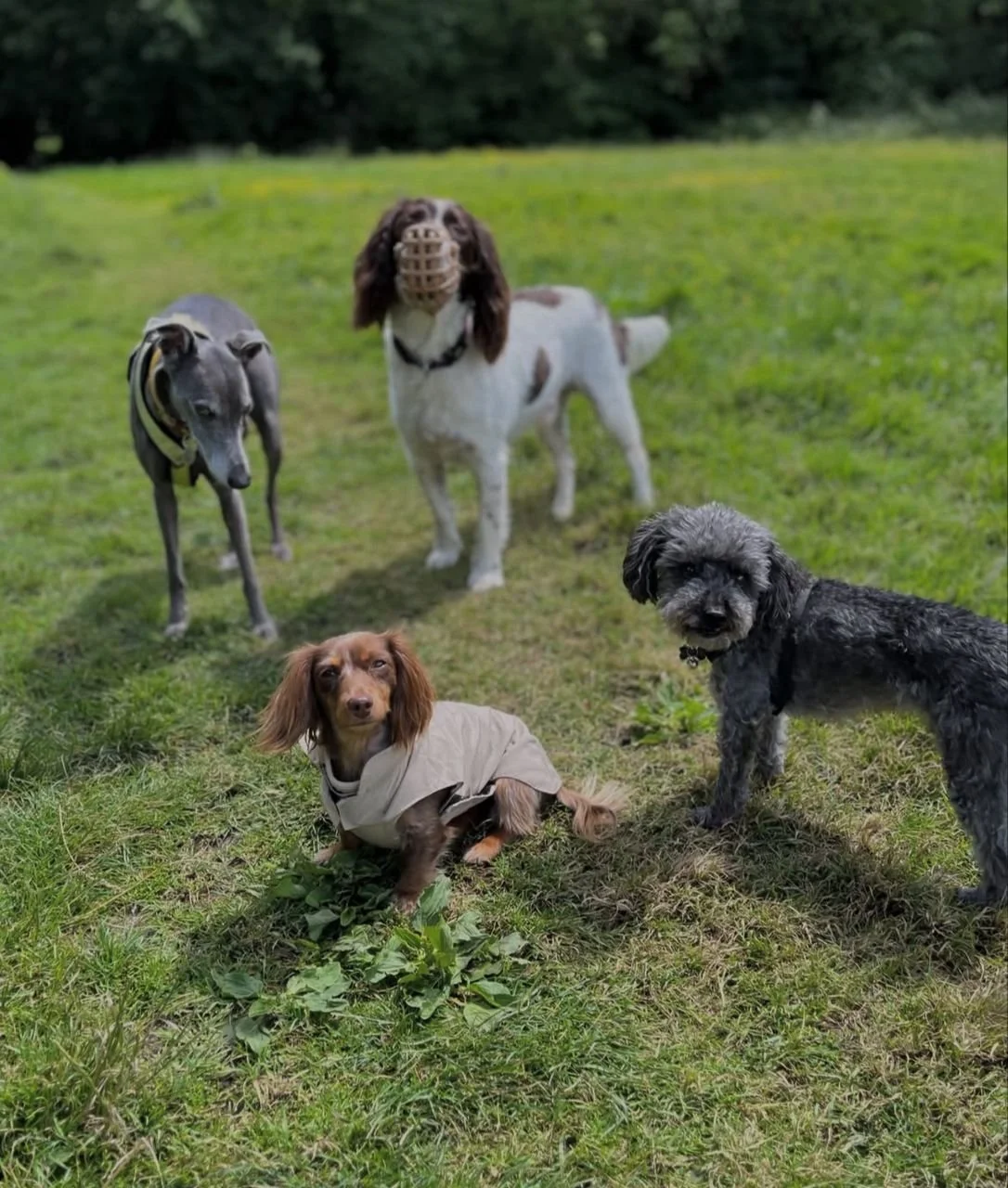 Four dogs standing or sitting on a grassy field, with a background of trees. One small brown dog with long ears is sitting on the grass wearing a beige coat. A gray dog with a curly coat stands on the right. A white and brown dog with a tennis ball i