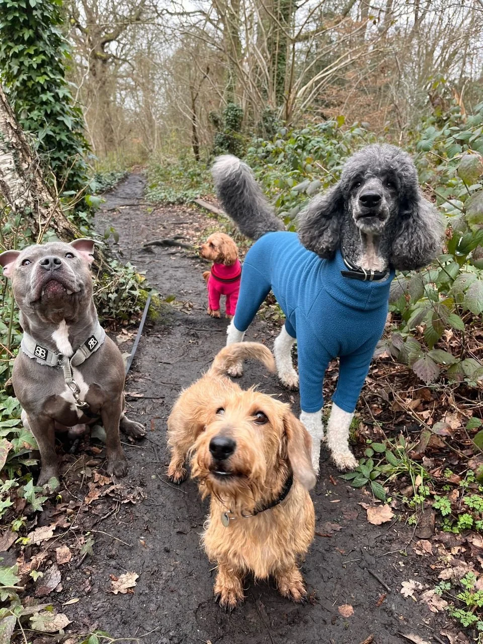 Four dogs of different breeds and sizes on a wooded trail, one in a blue sweater, one in a pink sweater, and two without clothing.