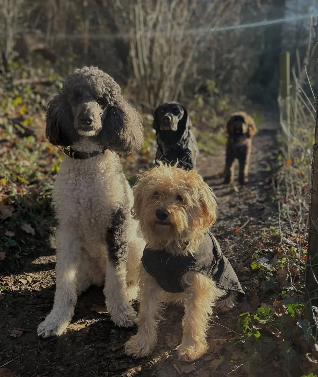 Four dogs on a forest trail, with trees and bushes in the background. The dog in front is a small, curly-haired dog wearing a black coat. Behind it is a larger poodle with black and gray curly fur. Two other dogs are further back in the distance on t