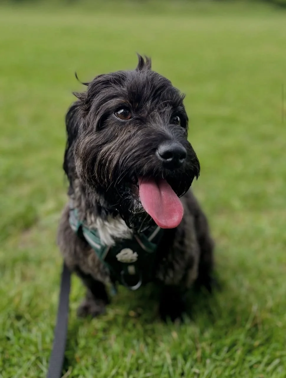 A black and gray shaggy dog sitting on green grass with its tongue hanging out, looking happy.