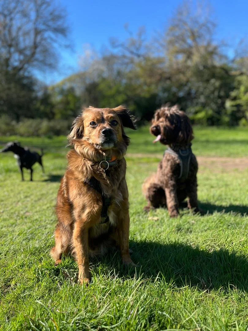Three dogs sitting on grass in a park on a sunny day with trees and a blue sky in the background.