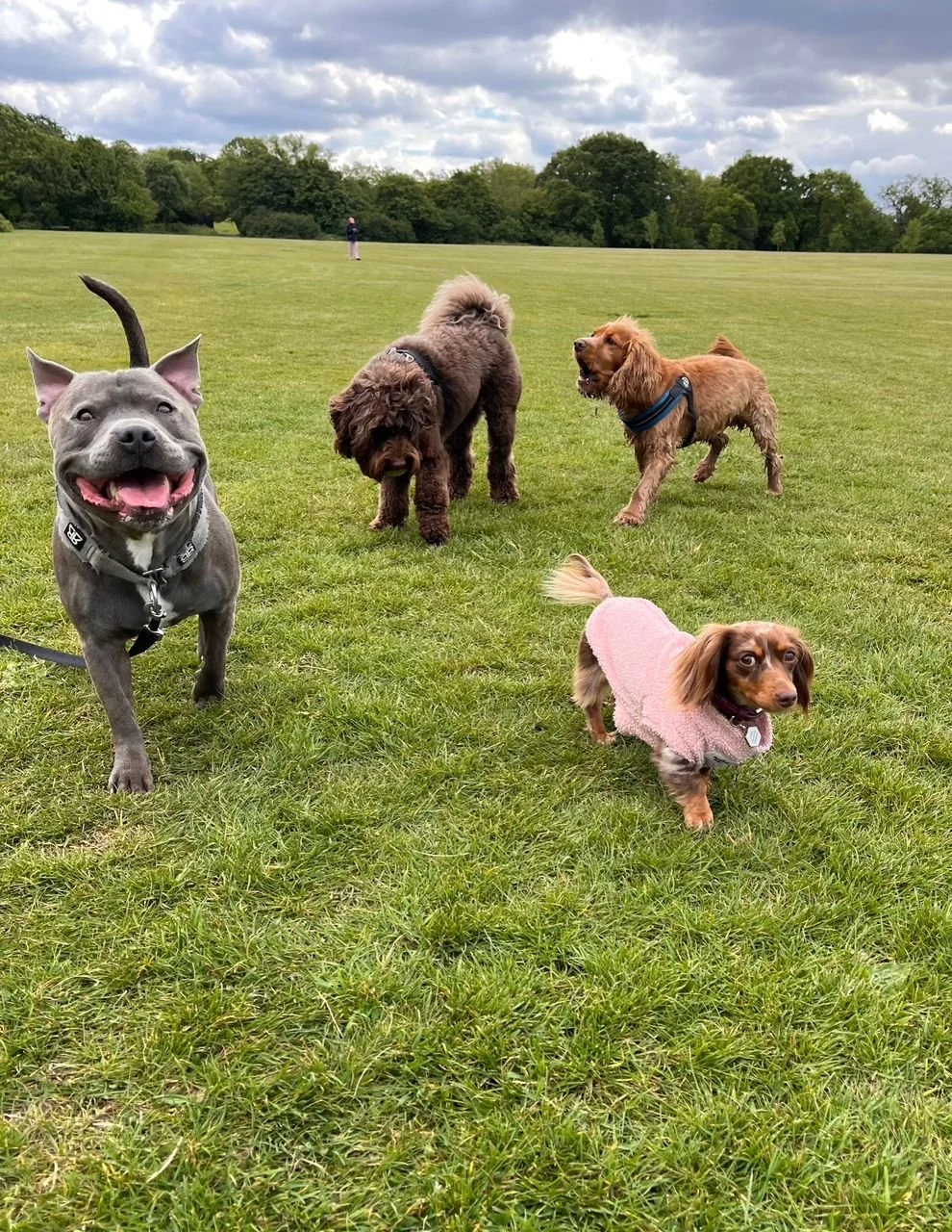 Five dogs of different breeds and sizes on a grassy field with trees in the background, some wearing coats or harnesses, under cloudy skies.
