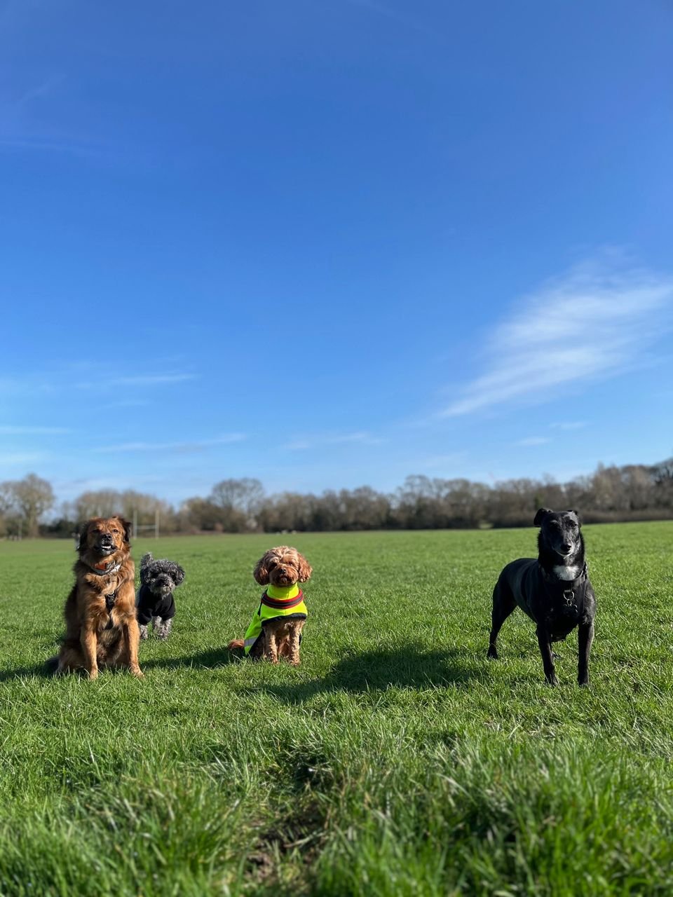 Four dogs sitting on a grassy field under a clear blue sky, with trees in the background.