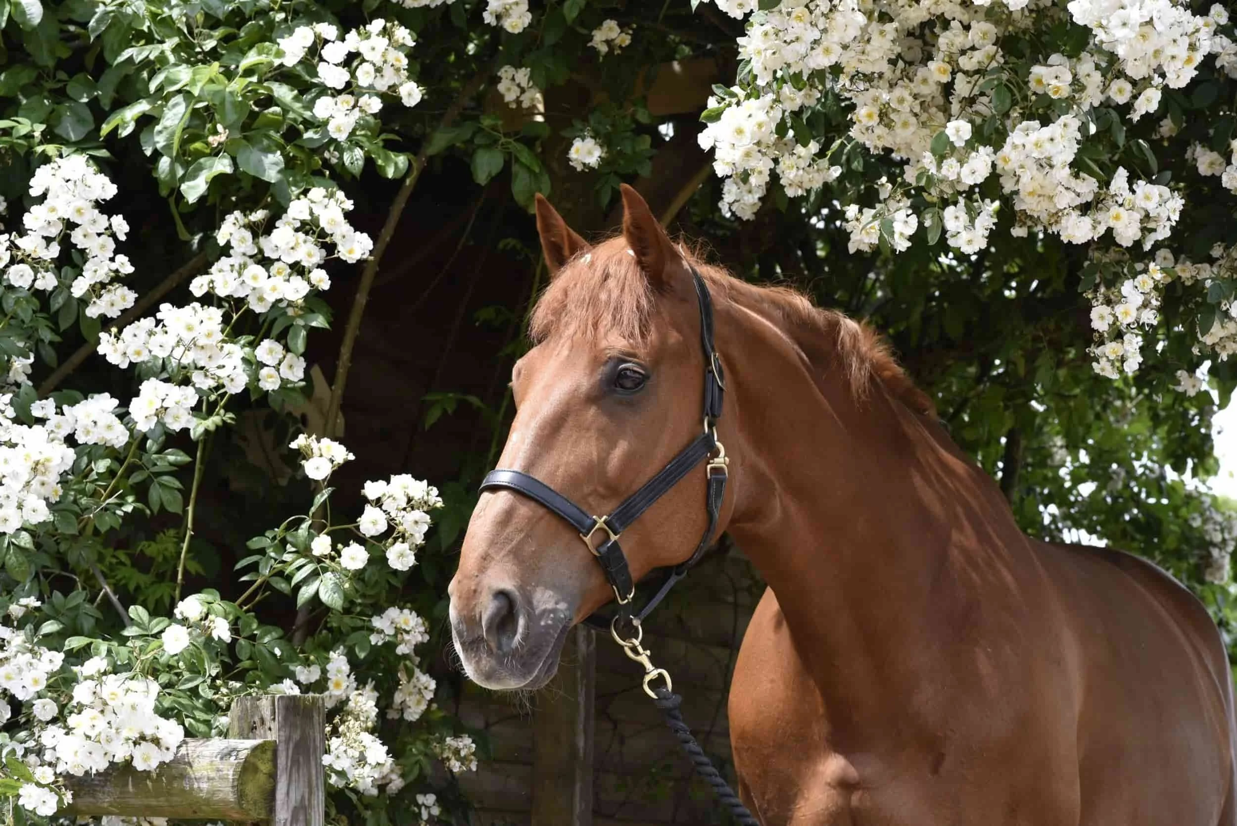A brown horse wearing a halter stands next to a flowering bush with white blossoms.