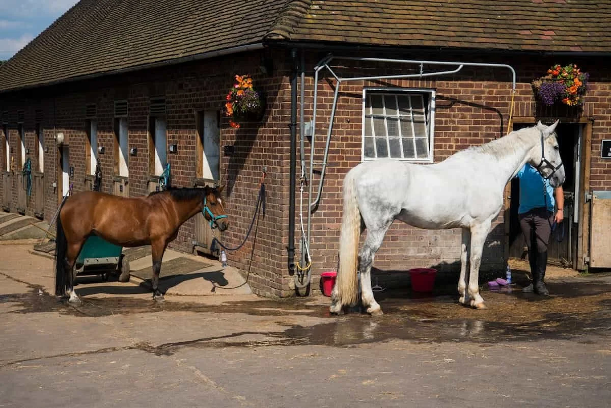 A white horse is being washed outside a brick stable, with a person standing nearby and a smaller brown horse tied to the stable wall.