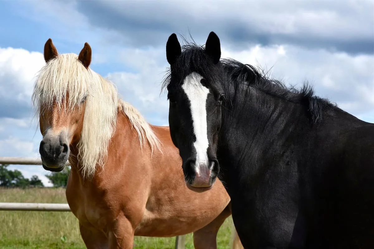 Two horses standing in a grassy field under a partly cloudy sky, one light brown with a cream-colored mane and the other black with a white stripe on its face.