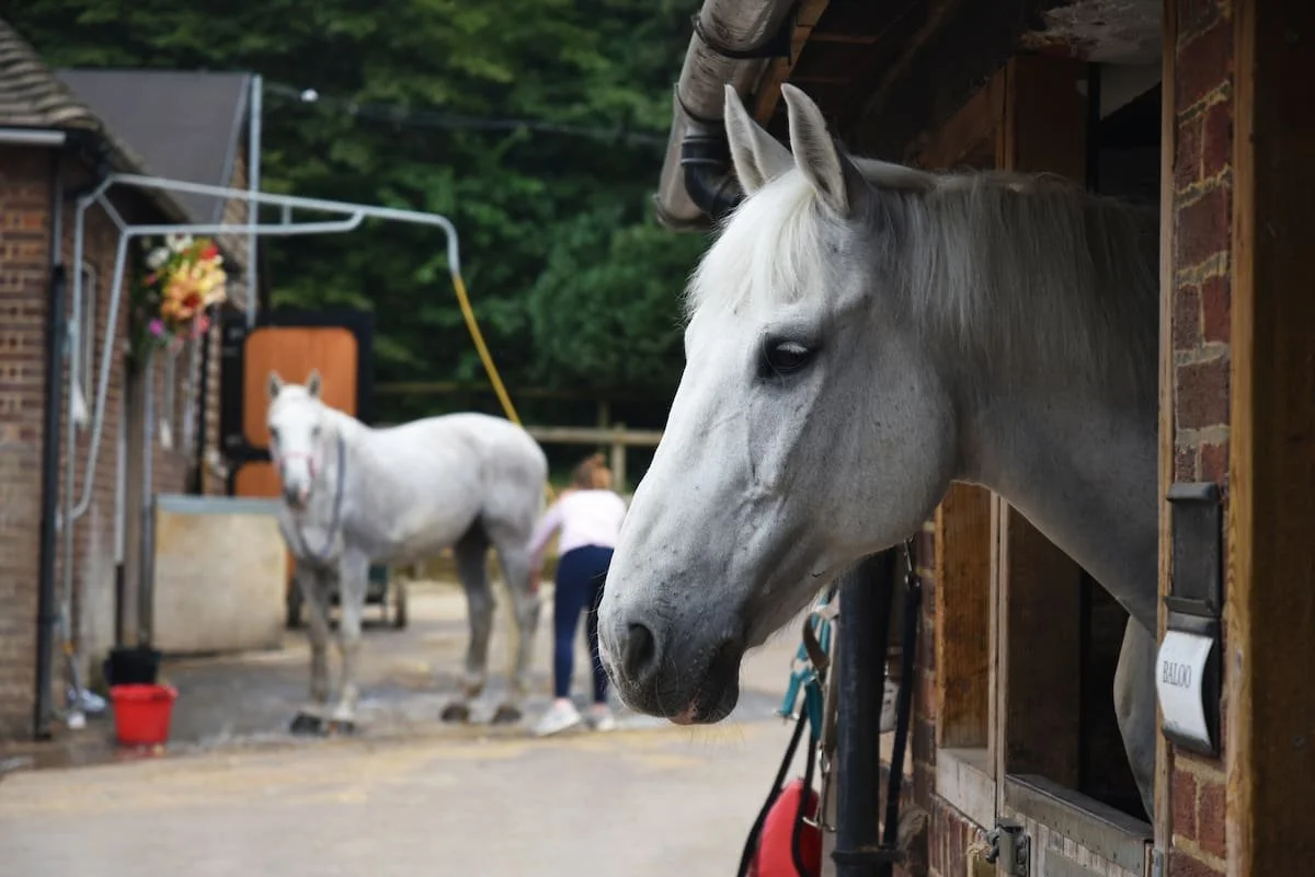 A gray horse peeking out of a stable and another gray horse in the background with a person nearby