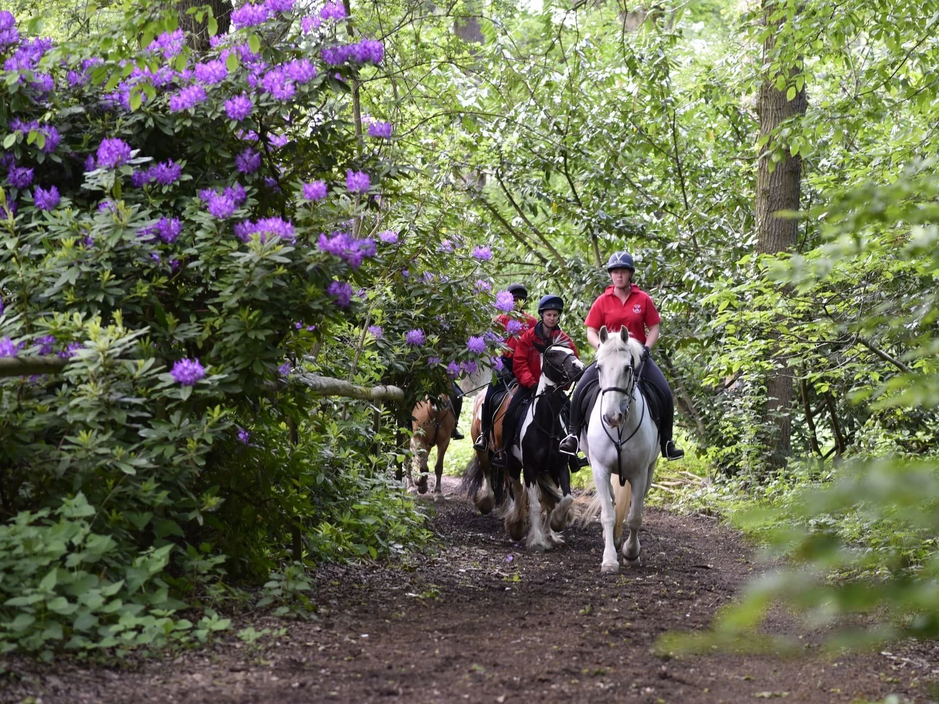 Three people riding horses through a wooded trail with green leaves and purple flowers.