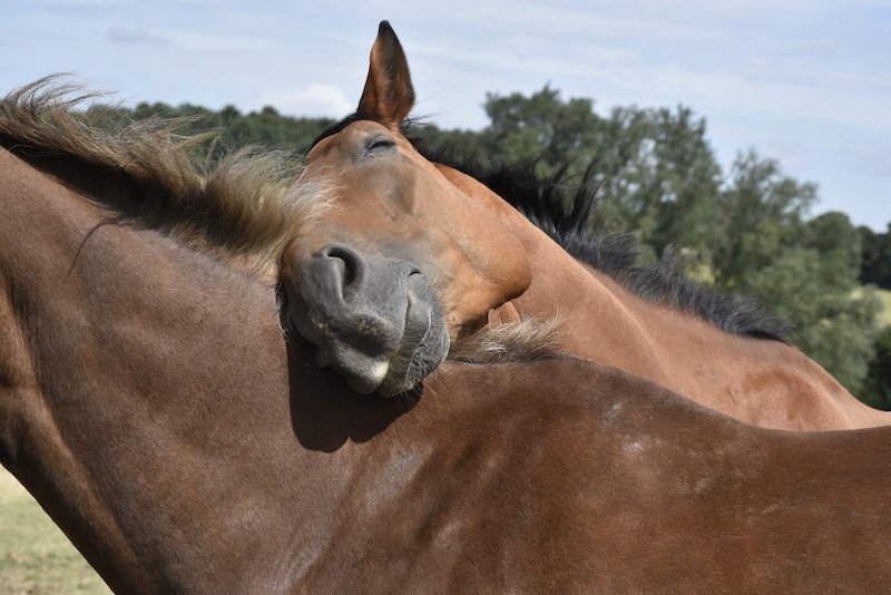 Two horses nuzzling each other in a grassy field with trees in the background.