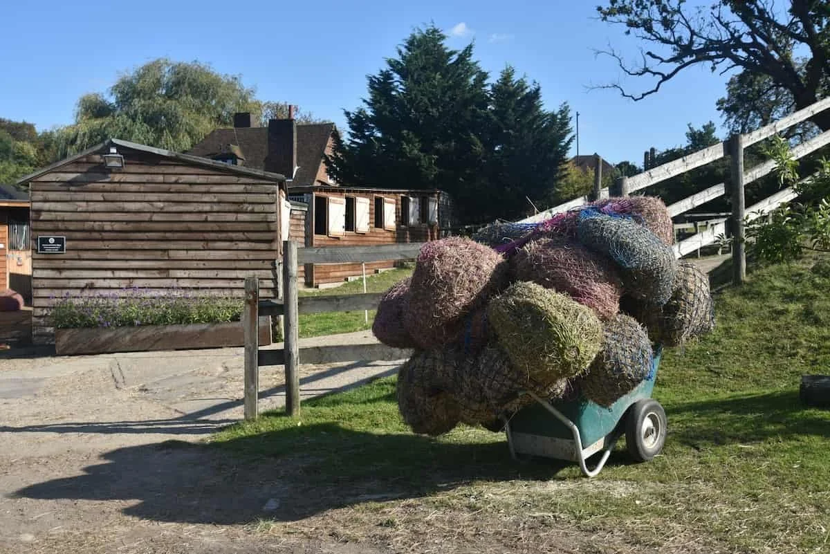 A wheelbarrow filled with large bunches of flowers or plants placed outdoors on grass near a wooden fence and a small wooden building.