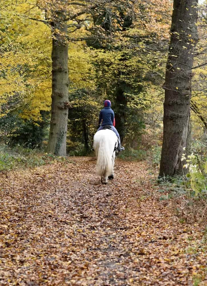 Person riding a white horse along a leaf-covered forest trail during autumn.