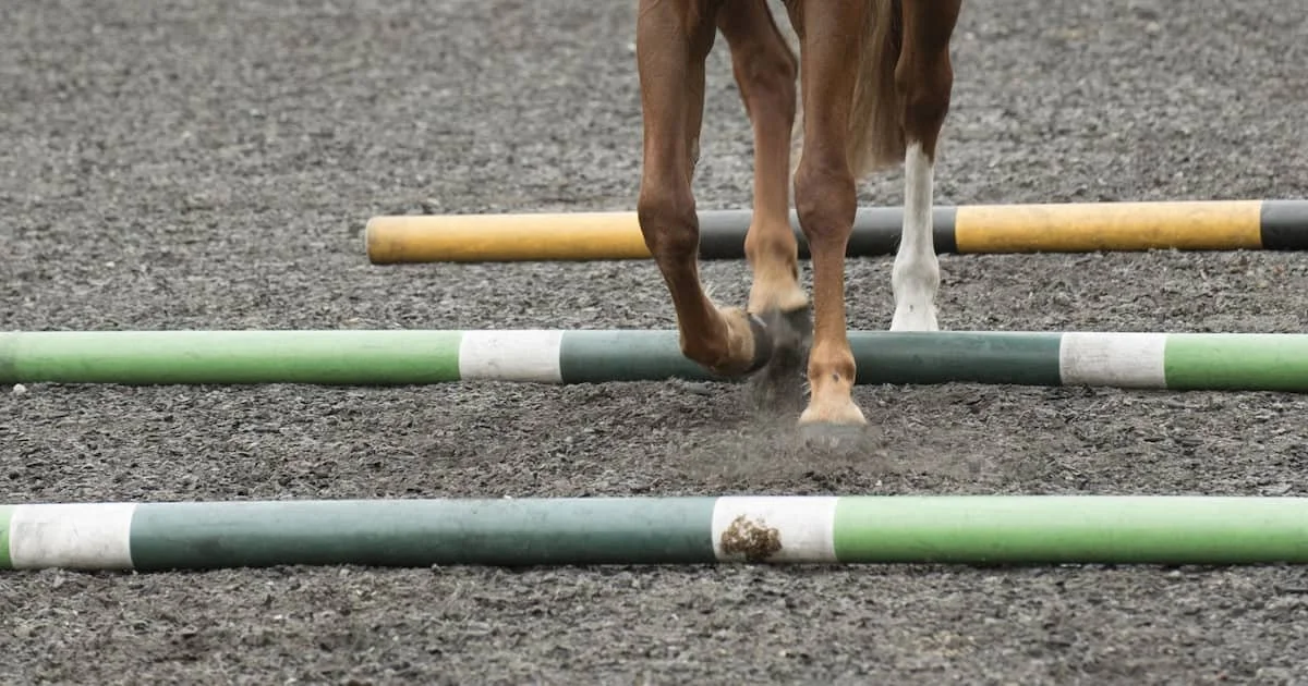 A horse walking through an obstacle course, stepping over horizontal poles on a dirt ground.