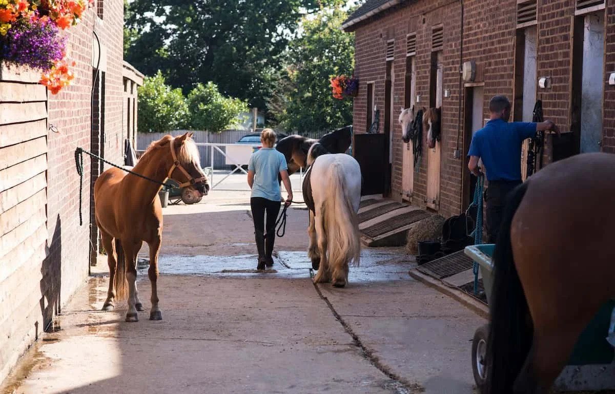 People grooming and caring for horses in a stable area on a sunny day.