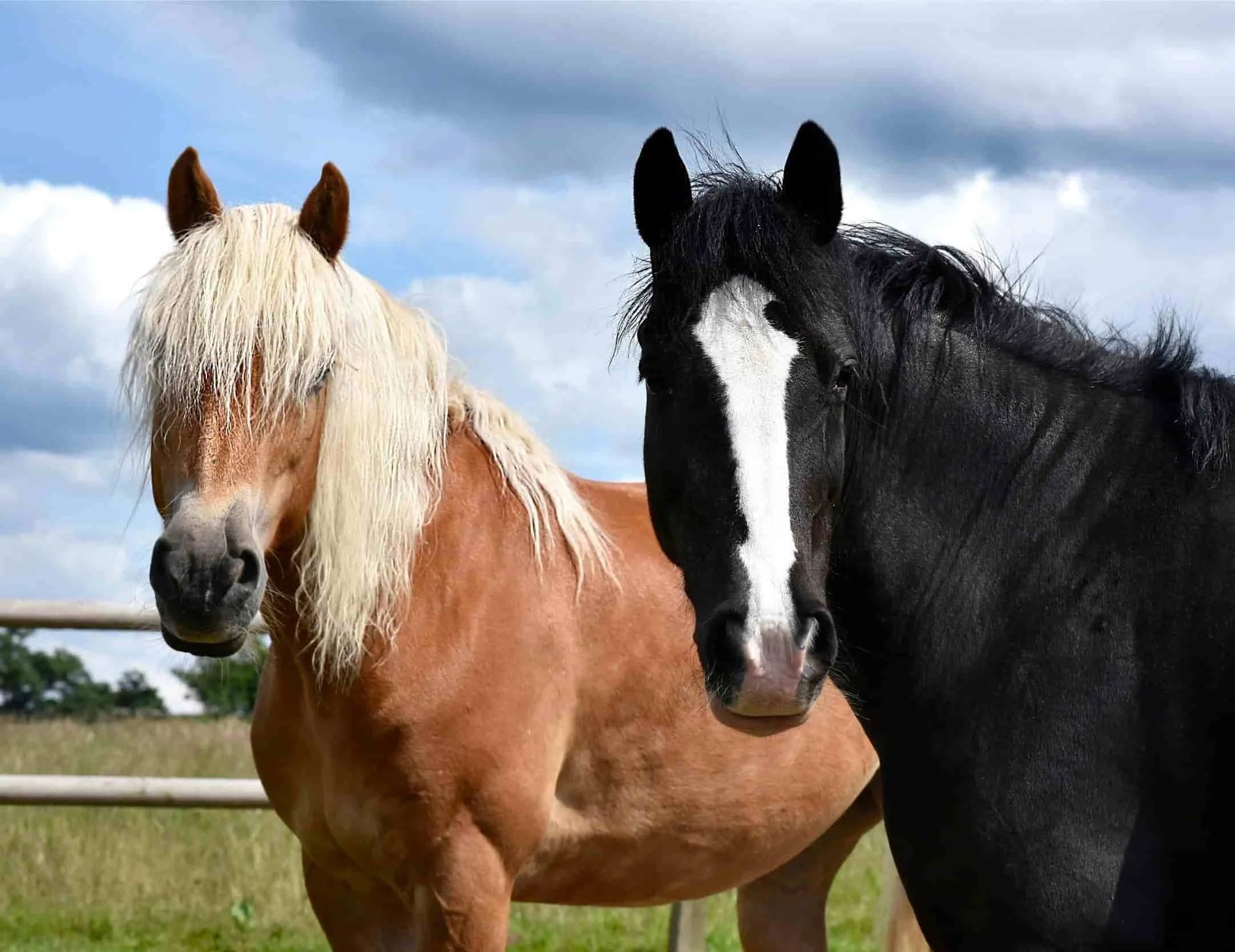 Close-up of two horses, one with a light tan coat and darker mane, the other black with a white stripe on its face, standing outdoors under a partly cloudy sky.