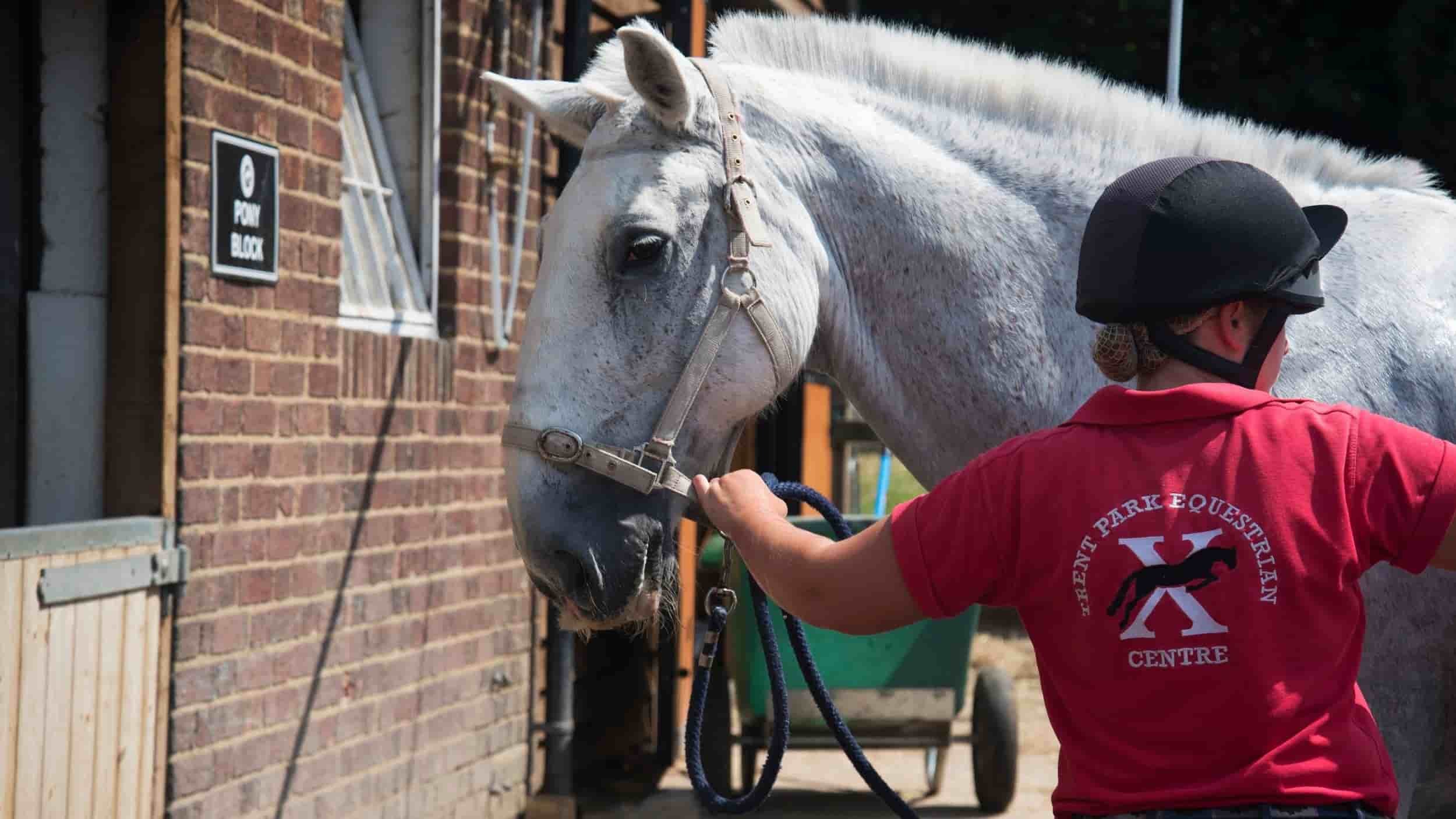 A woman wearing a red T-shirt and a black riding helmet brushes a white horse with a scruffy coat outside a brick building.