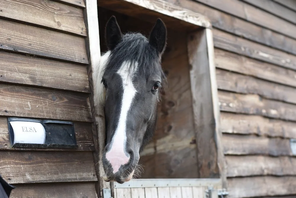 A horse peeking out of a wooden stable