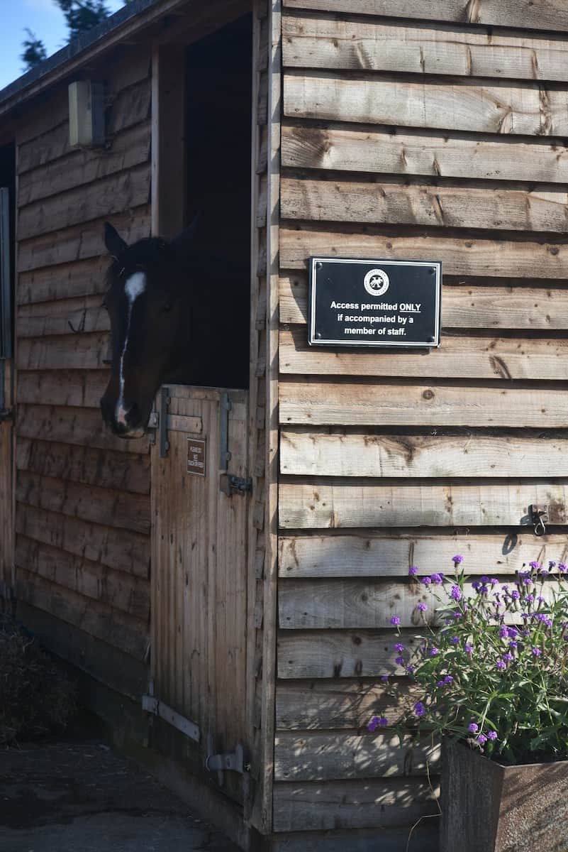 A black and white horse looking out from a wooden stable. The stable has a sign that says 'Access permitted ONLY if accompanied by a member of staff.' There are purple flowers in a planter outside.
