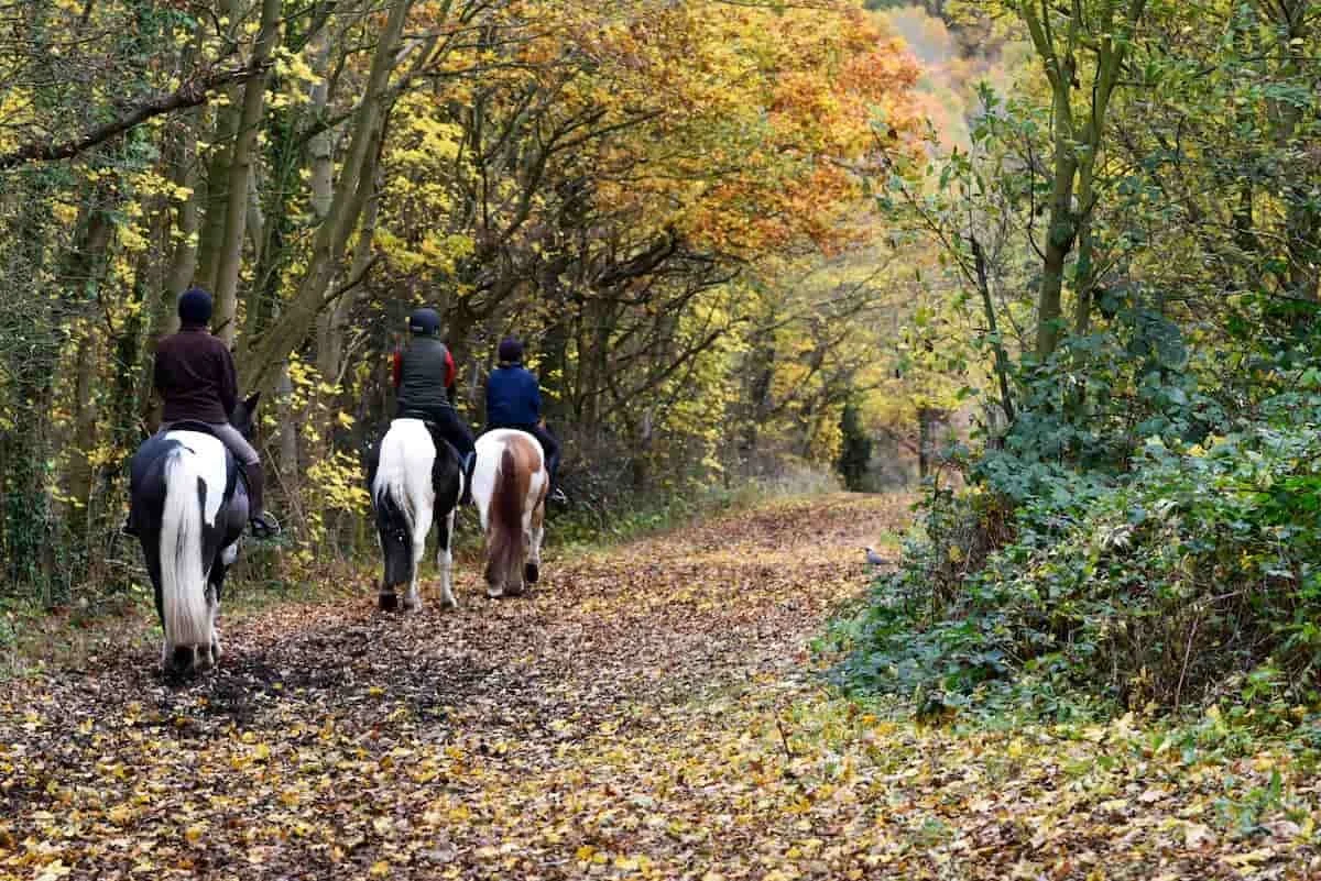 Three people riding horses along a forest trail with autumn foliage on trees and fallen leaves on the ground.
