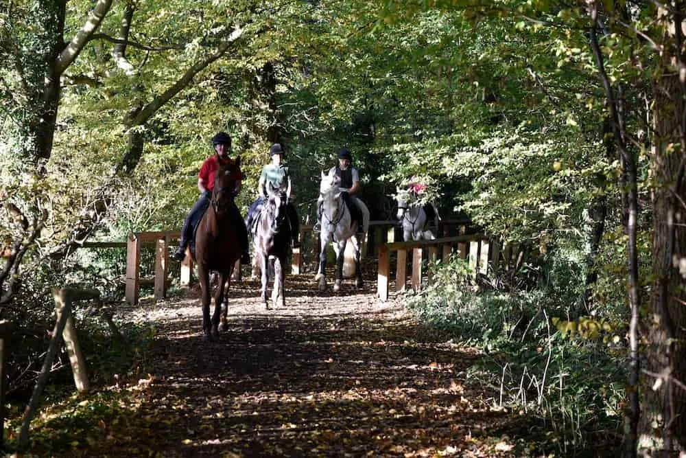 Three people riding horses on a wooded trail surrounded by trees and foliage.